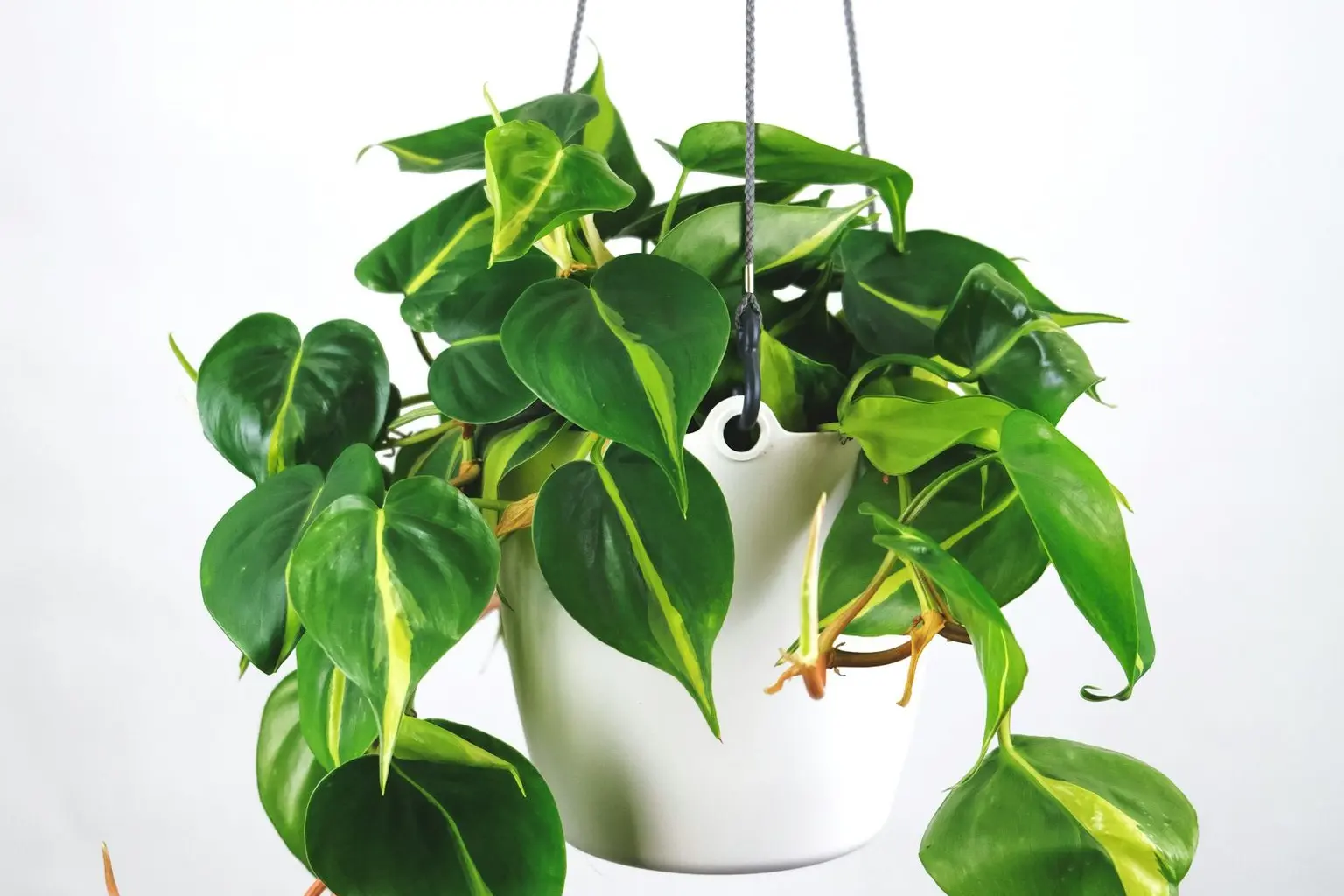 green plant on white ceramic pot