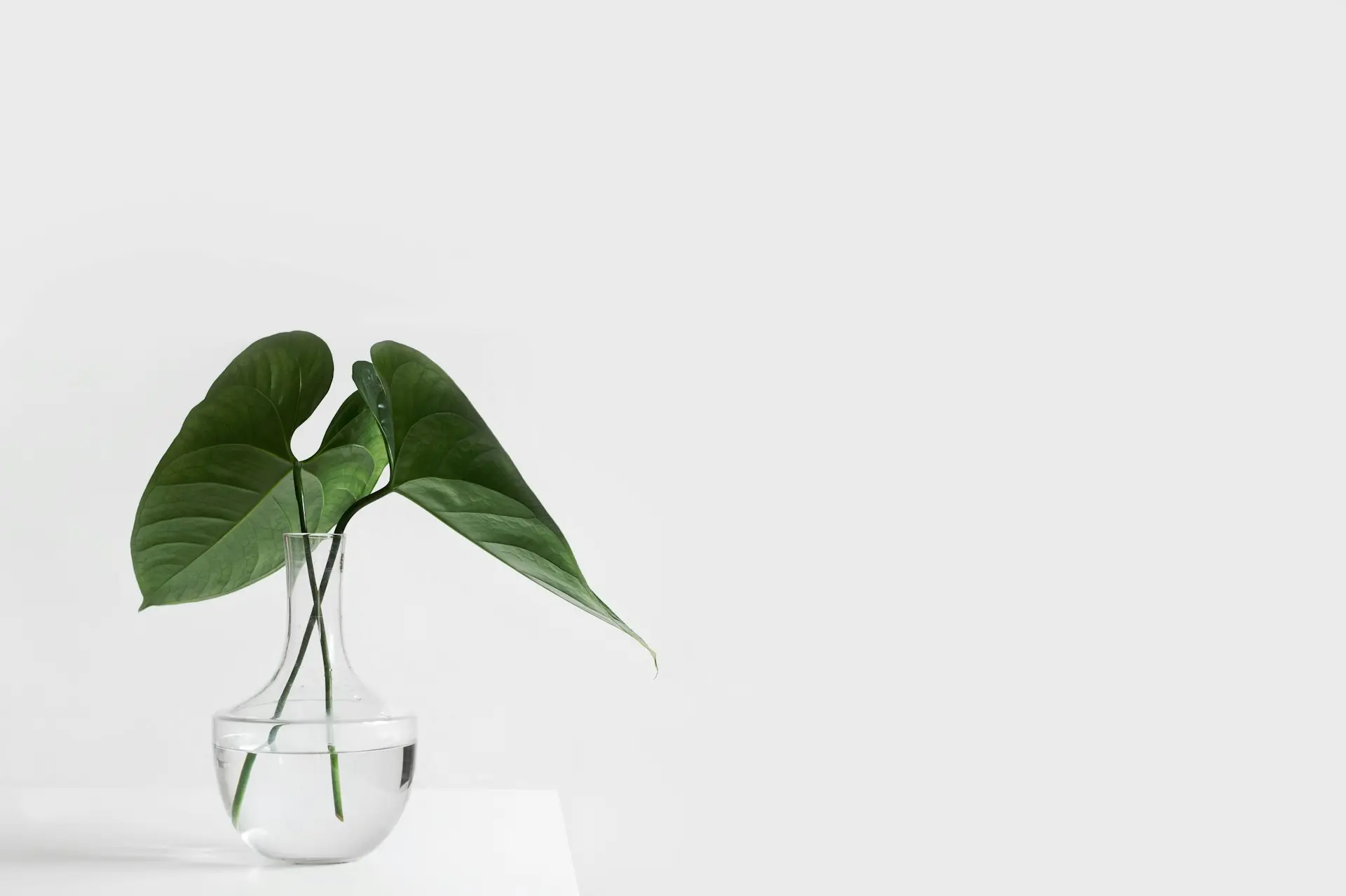 green leafed plant on clear glass vase filled with water